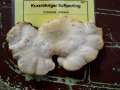 Tyromyces chioneus - Kurzrhriger Saftporling - Kembrg OT Gniest -Friedrichsee